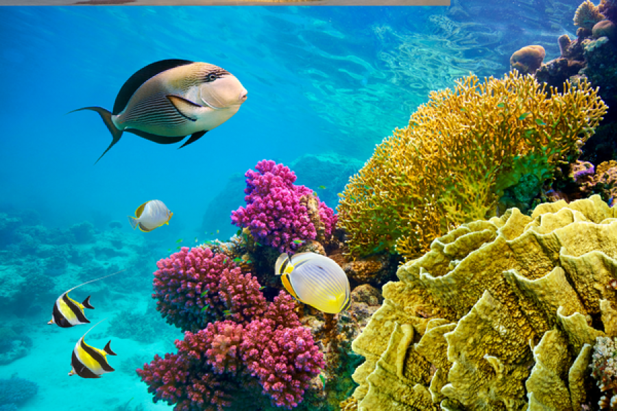 Sharm El Seyh